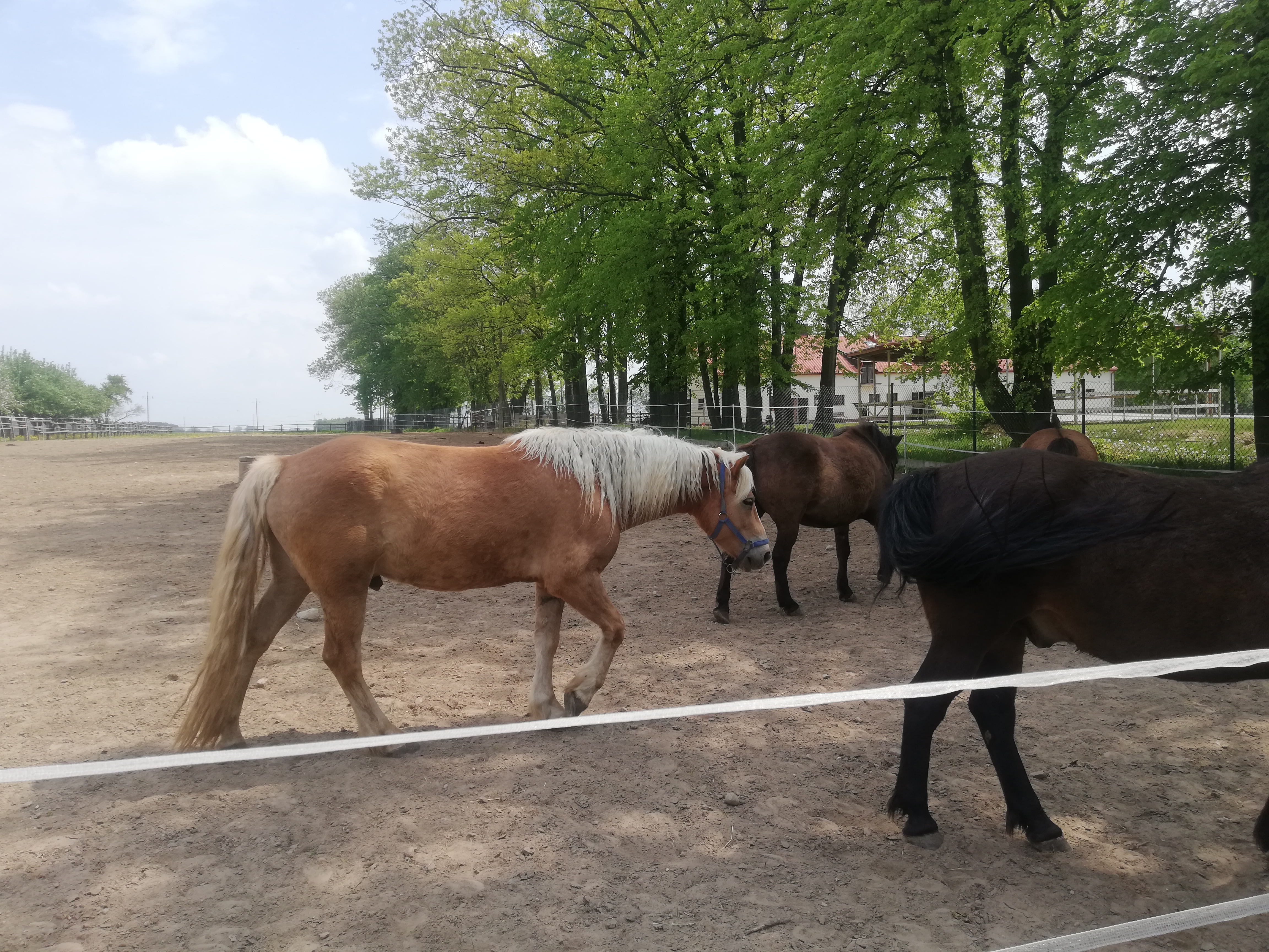 Trzy konie na wybiegu, maści odpowiednio kasztanowatej, gniadej i karej.