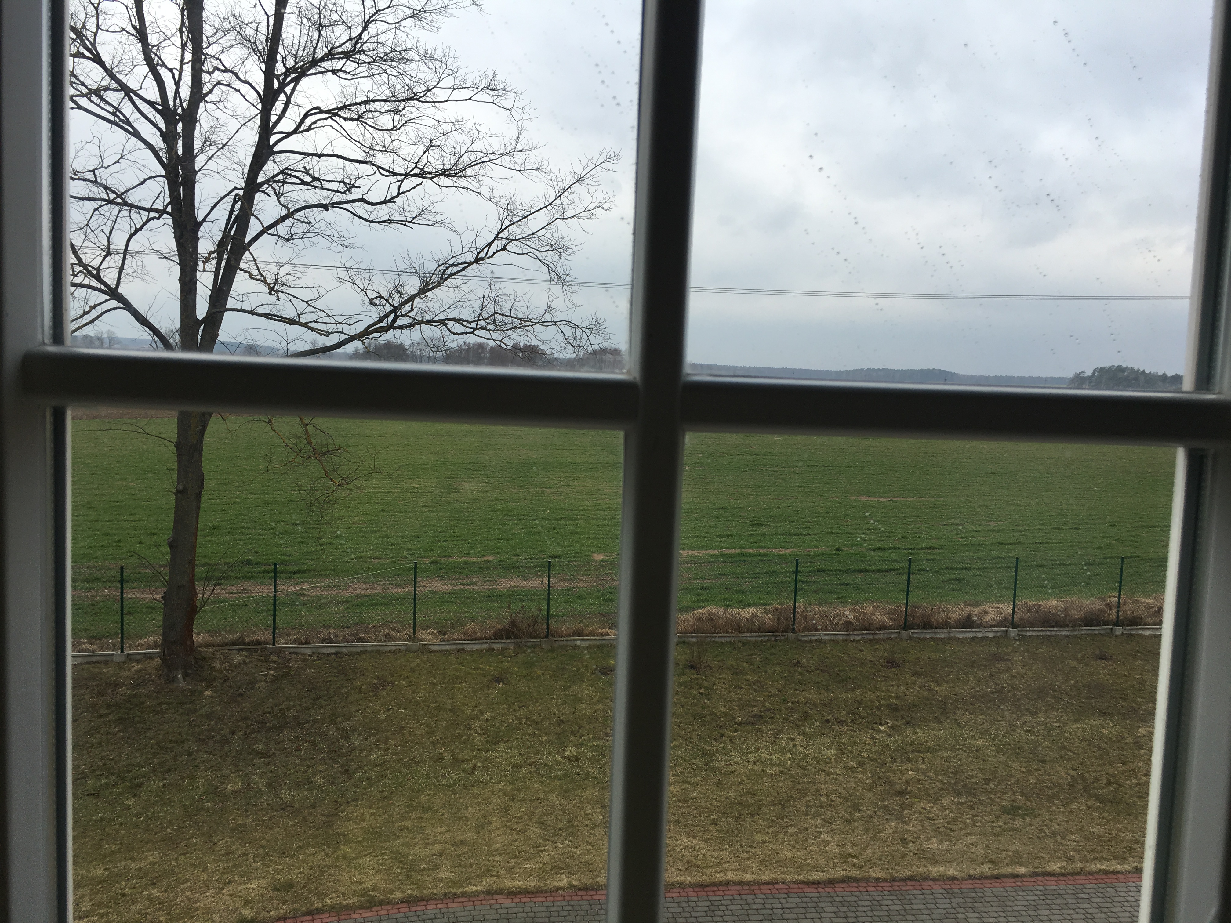 Widok przez okno z szprosem na otwartą przestrzeń z zieloną trawą, a z lewej strony wysokie drzewo bez liści.