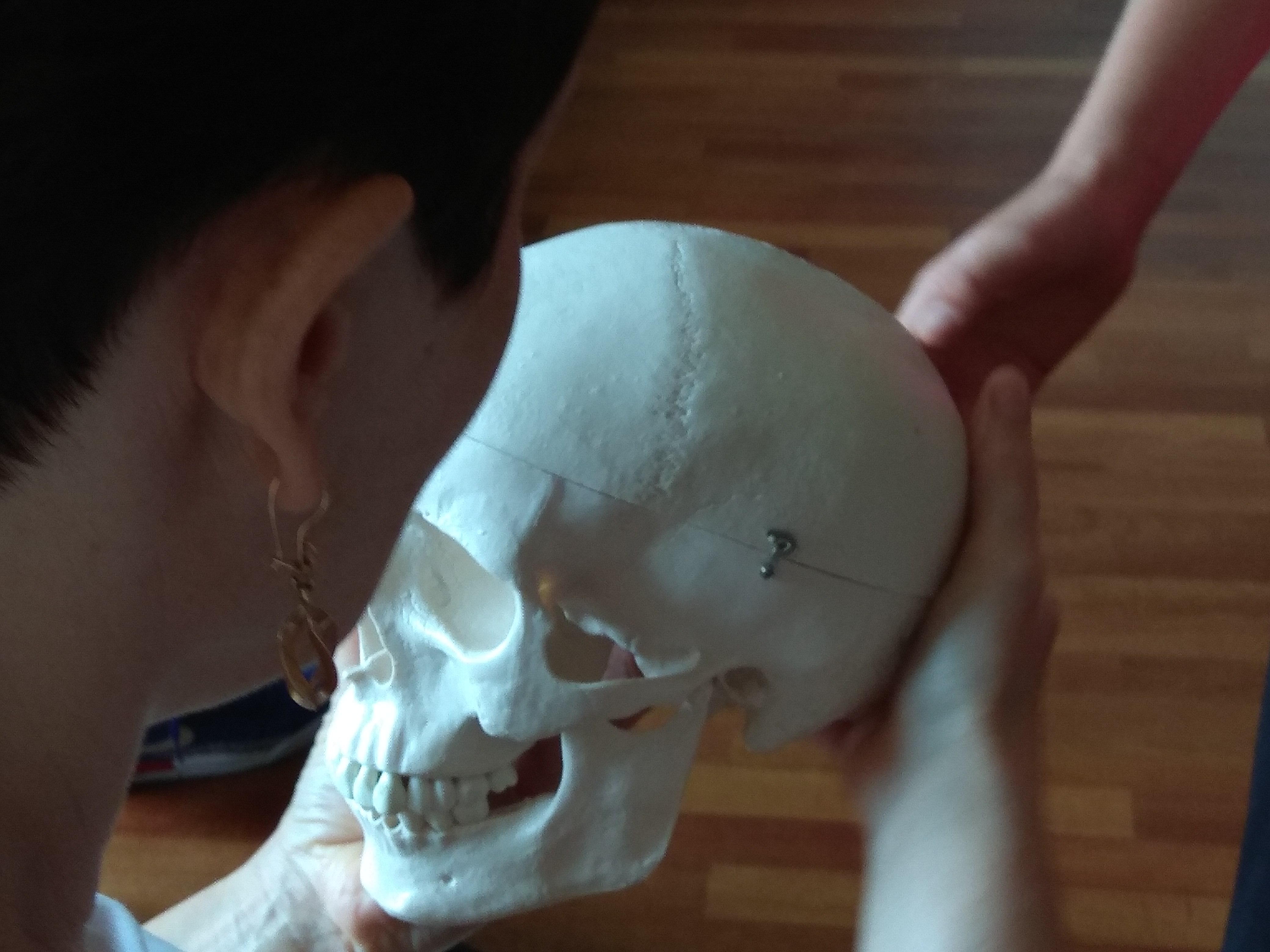 Kobieca dłoń trzyma od spodu model czaszki. Widzimy fragment twarzy kobiety, to szatynka w krótkich włosach.