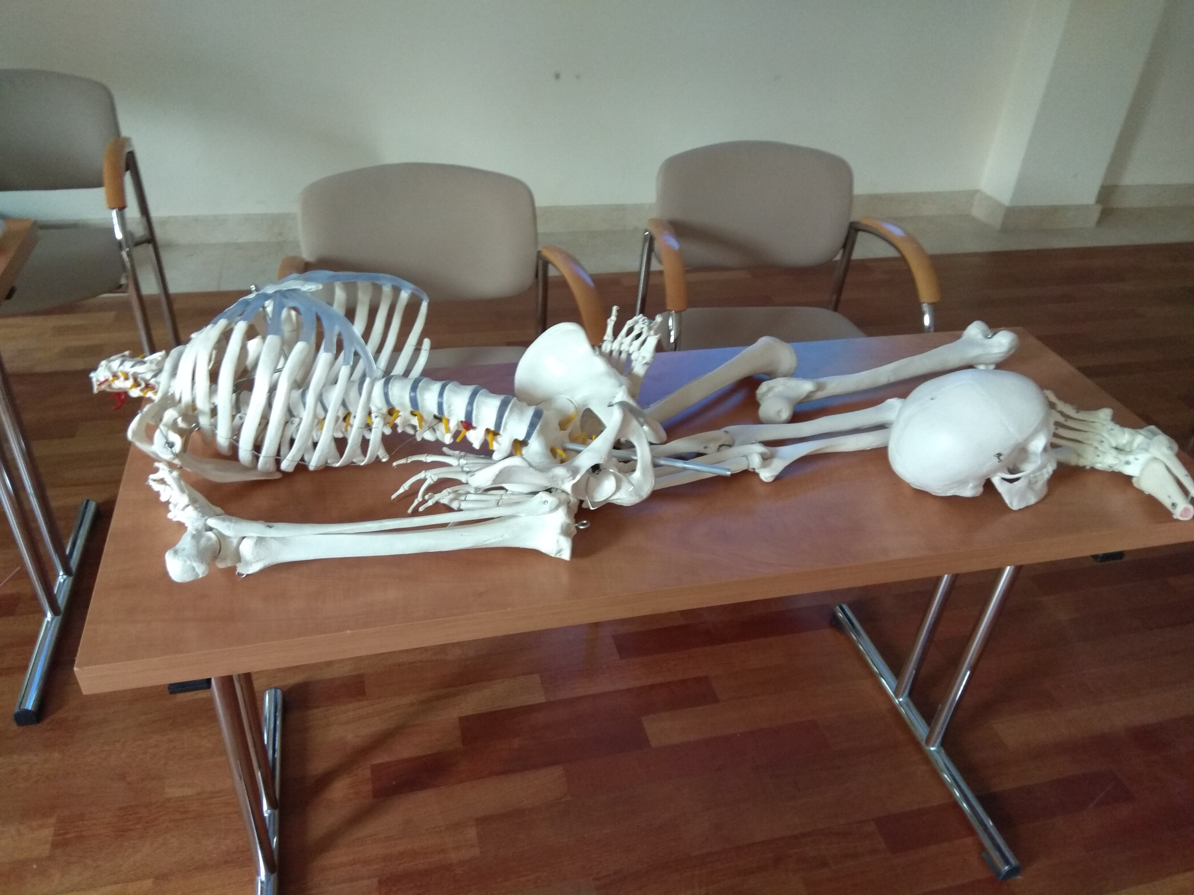 Prostokątny stół z jasnobrązowym blatem i metalowymi nogami. Na nim leży model ludzkiego szkieletu, czaszka leży oddzielnie, bliżej kończyn dolnych.