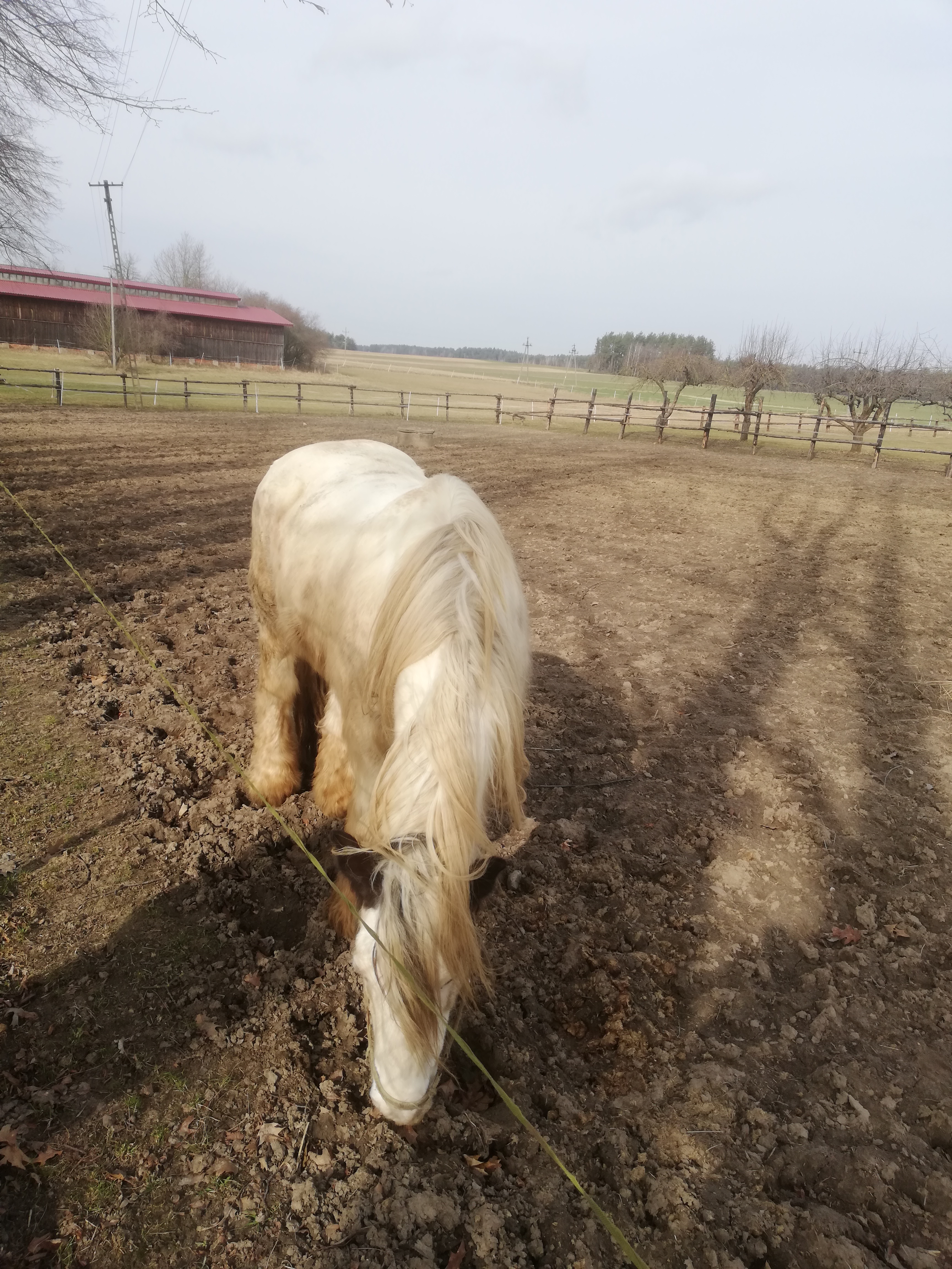 Na pastwisku jasno umaszczony koń skubiący wysuszoną trawę.